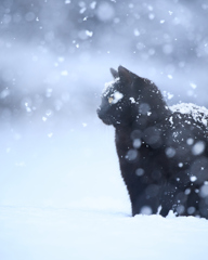 大雪の中で佇む