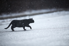 雪の降る中に駆ける