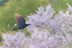 クルミをくわえて新緑と桜を背景に舞う