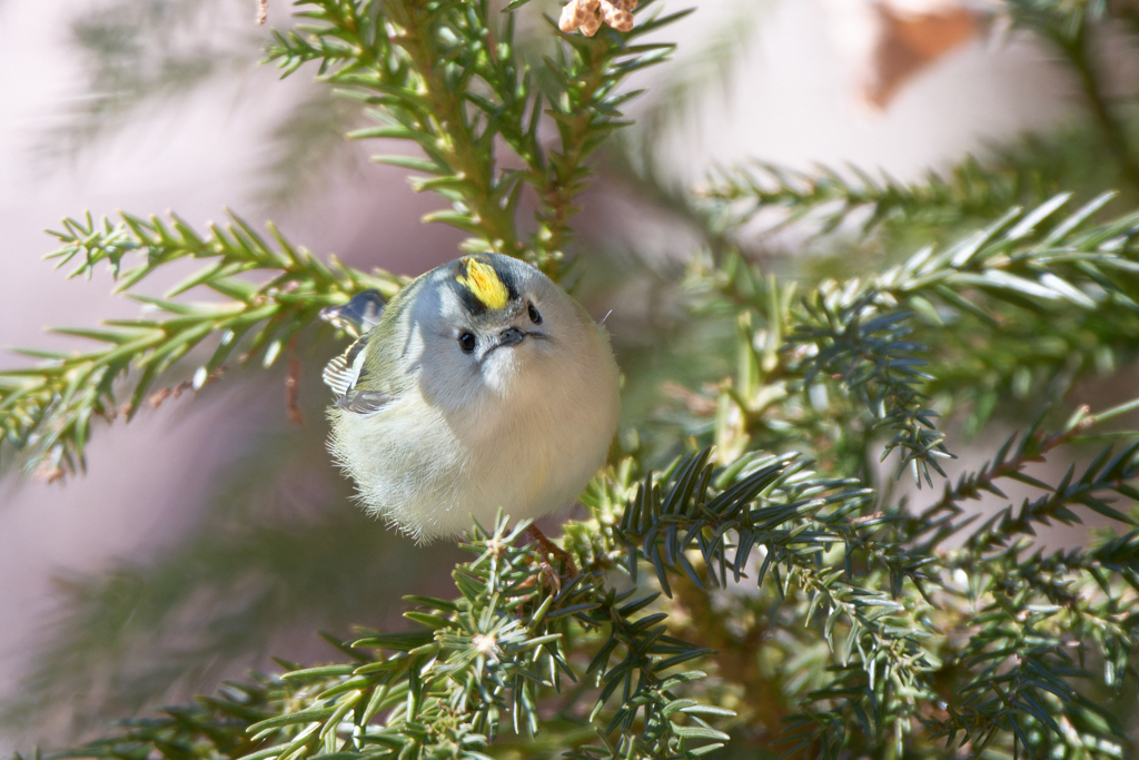 キクイタダキ | 12