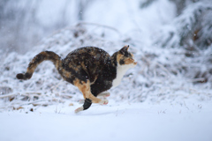 雪の中を駆ける