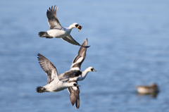 ミコアイサ | 24