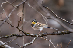 ミヤマホオジロ | 2