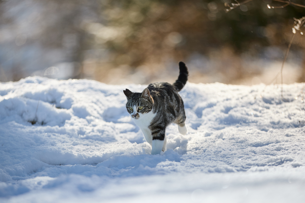 慣れた雪道