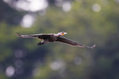 カワウ／鵜／飛翔_4