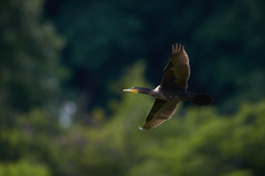 カワウ／鵜／飛翔_2