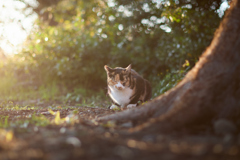 夕陽が心地いい