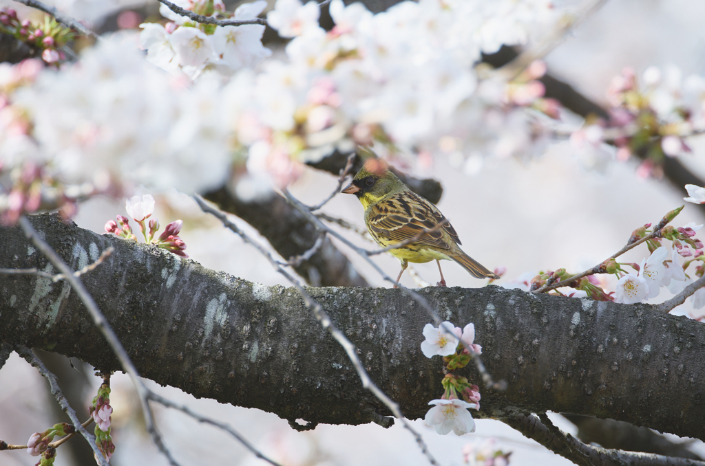 アオジと桜