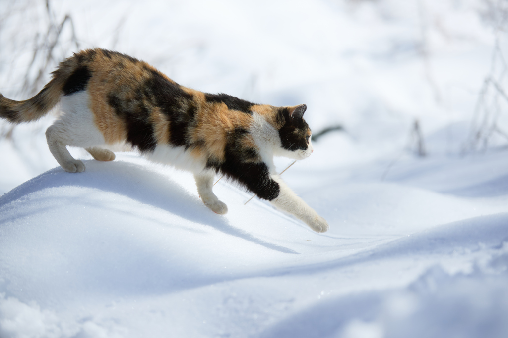 雪の上をスイスイ