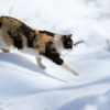 雪の上をスイスイ