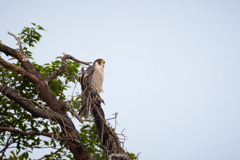 枝にとまるハヤブサ