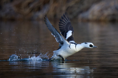 ミコアイサ | 26