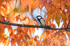 紅葉にうっとり