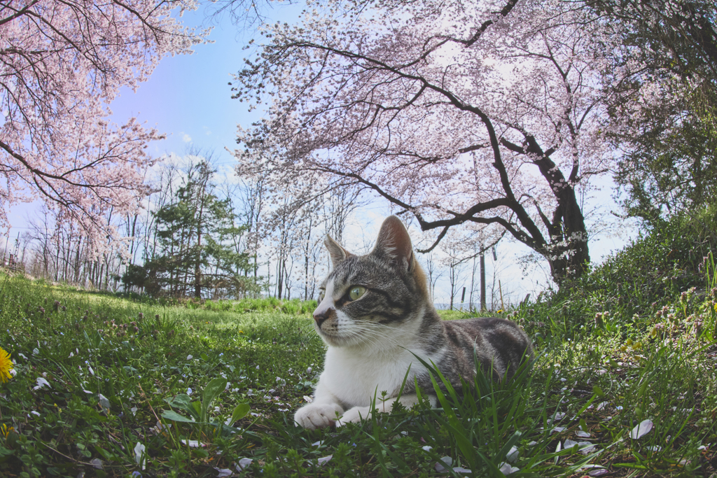 桜の下で一休み