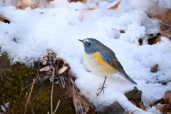 雪から片足出し