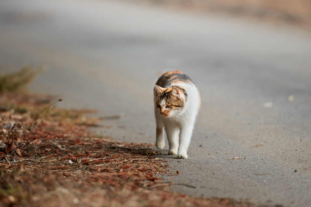 道を散歩する三毛猫／冬_2