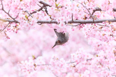 桜の中からひょっこり