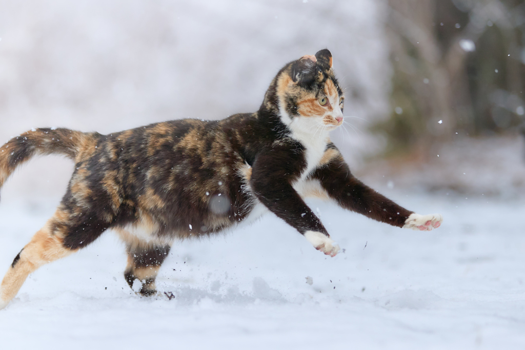 雪の中を駆ける２
