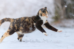雪の中を駆ける２