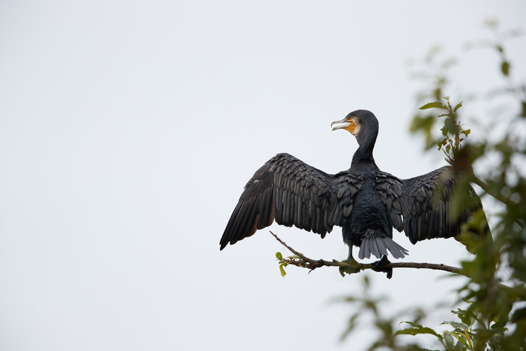羽を乾かすカワウ