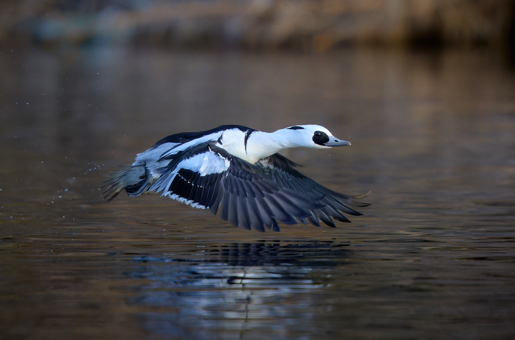 ミコアイサ | 27