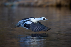 ミコアイサ | 27