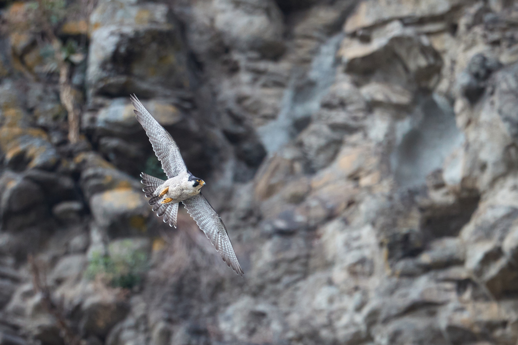 崖とハヤブサの飛翔_2
