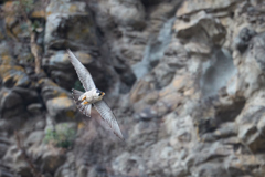 崖とハヤブサの飛翔_2