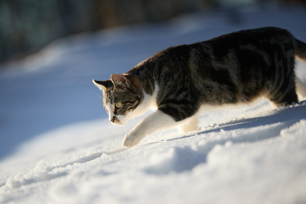 雪の中で何か発見？