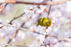 満開の桜と