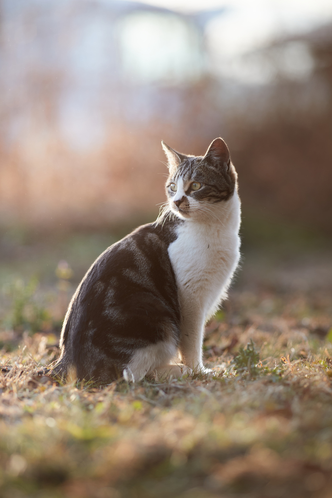 柔らかい日差しの中