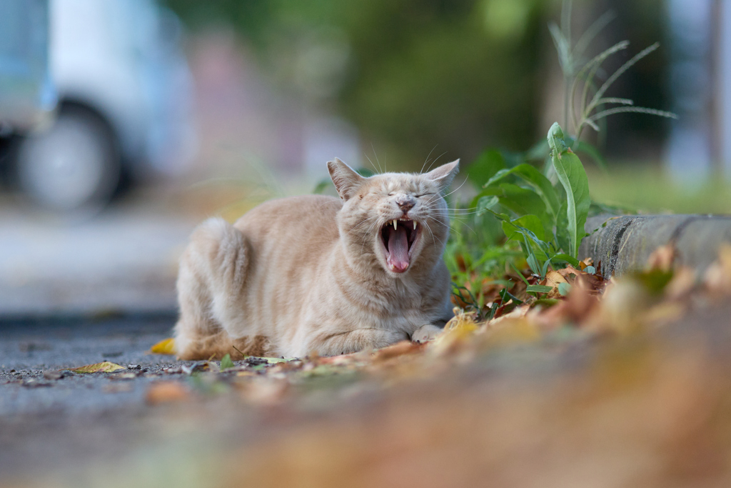 もうひと眠り