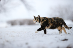雪の上を走る