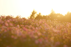 夕陽に照らされるコスモス畑_2