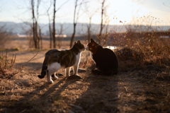 夕暮れにチュッ！
