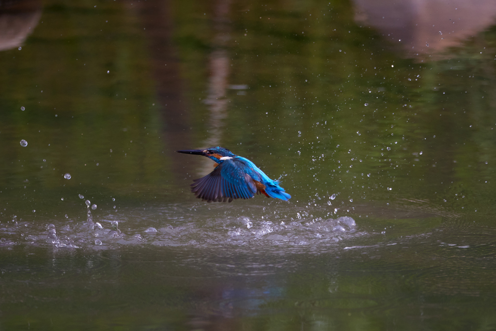 カワセミの離水_4