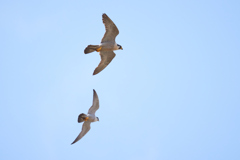 ハヤブサのペア