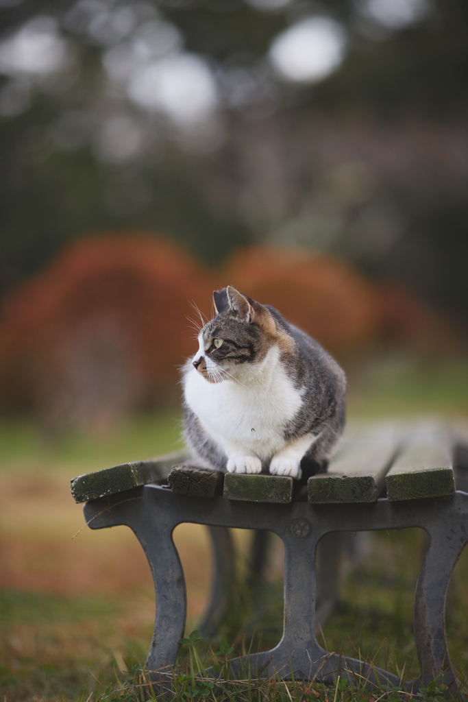 秋色の公園で