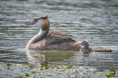 カンムリカイツブリと幼鳥 | 6