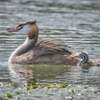 カンムリカイツブリと幼鳥 | 6