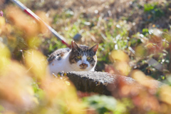 まん丸顔