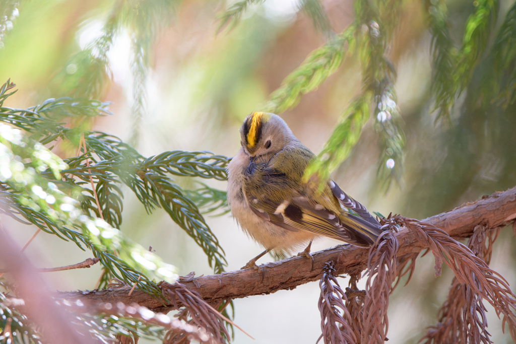 キクイタダキ | 15