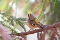 キクイタダキ | 15