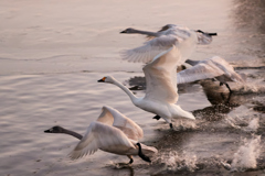 夕方の白鳥の飛び立ち