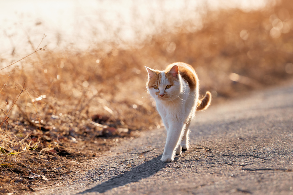 かわいい茶白の猫／夕方