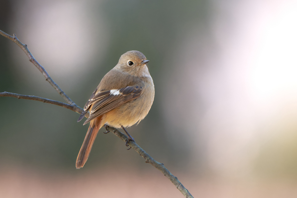 寒くてふっくら