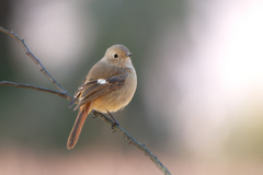 寒くてふっくら