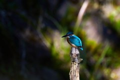 枝にとまるカワセミ_8