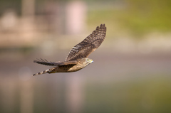 オオタカ幼鳥 | 4