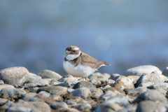 イカルチドリ | 2